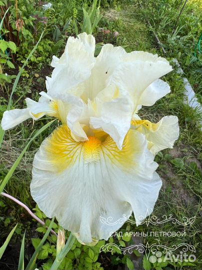 Ирис By Moonlight