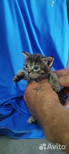 Котики бесплатно в добрые руки