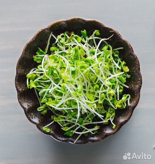 Микрозелень