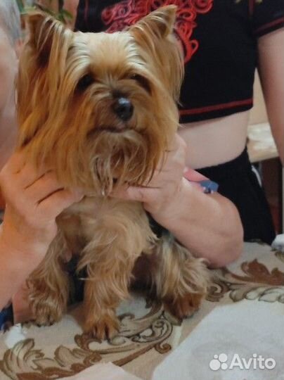 Йоркширский терьер вязка