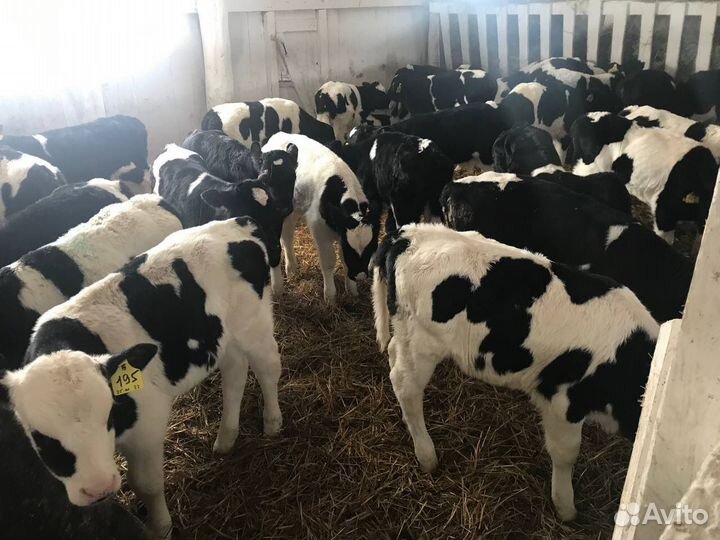 Телята бычки холмогоры и голштины