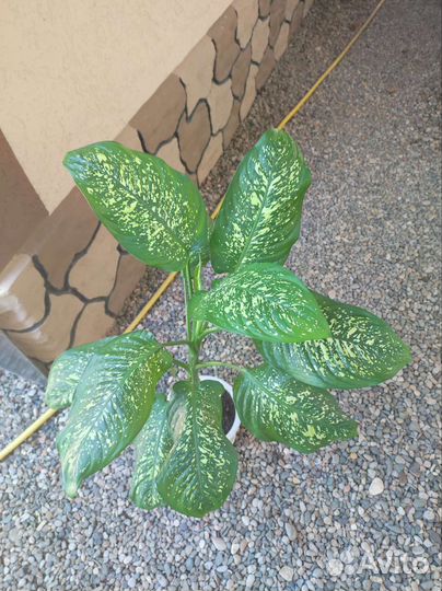 Диффенбахия