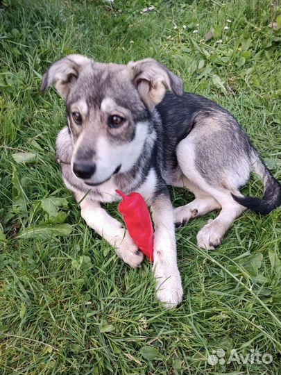 Щенки малыши в добрые руки