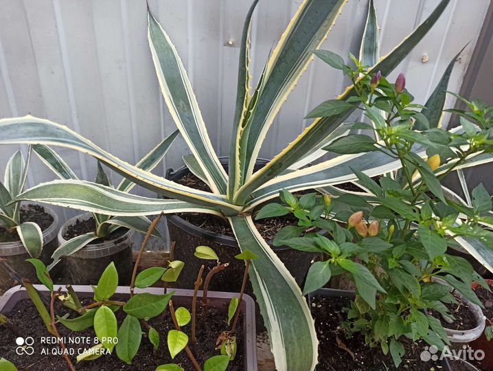 Растение Агава