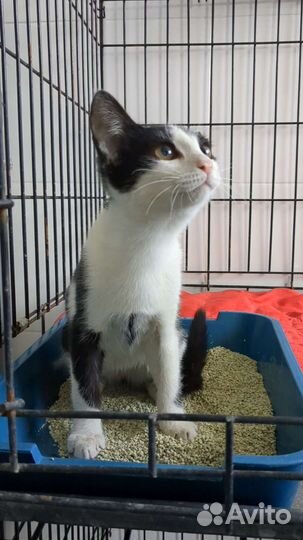 Кошечка подросток