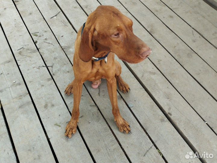 Собака в добрые руки отдам бесплатно