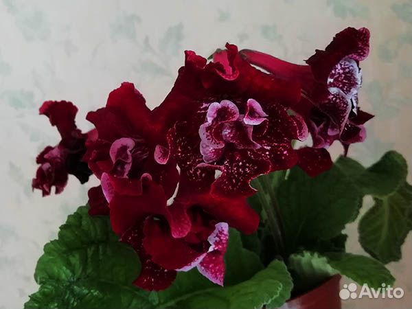 Стрептокарпусы