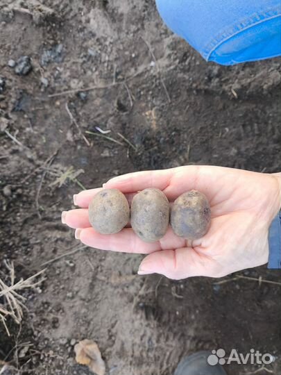 Картофель семена фиолетовый