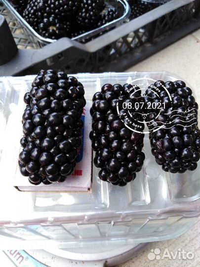 Ежевика саженцы