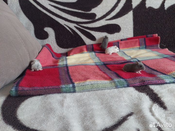 Джунгарский хомяк