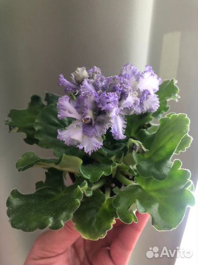 Фиалка сортовая, ав - Лягушонок (Фиалковод)