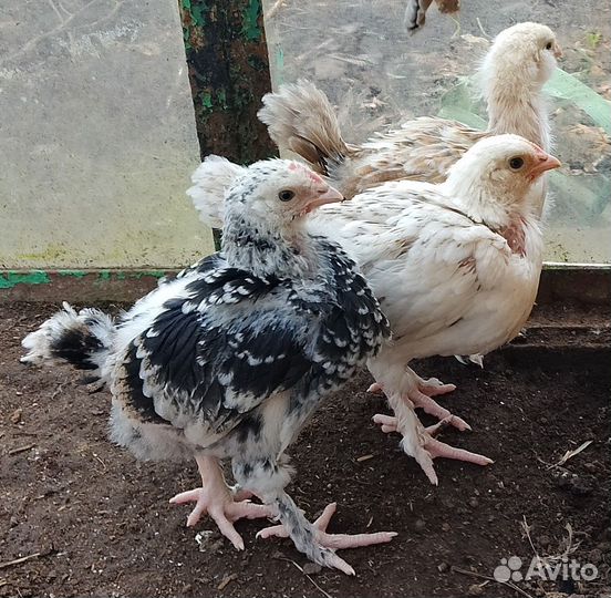 Куры и Цыплята