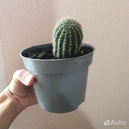 Кактус