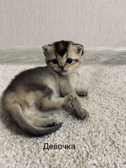 Шотландская
