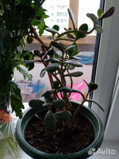 Цветы комнатные