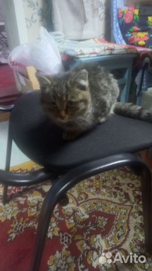 Отдам котенка