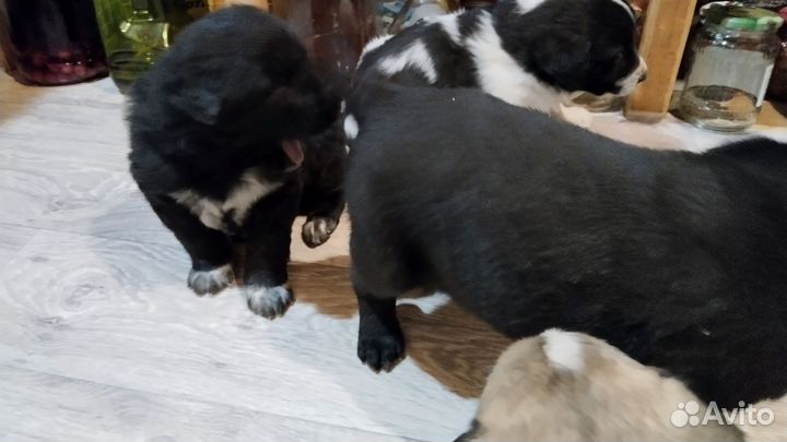 Щенки в добрые руки