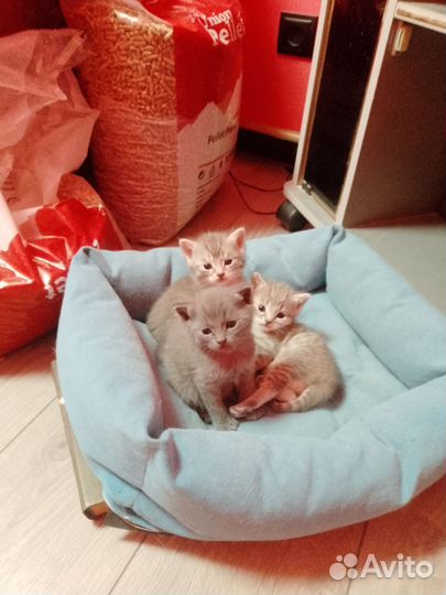 Шотландские котята