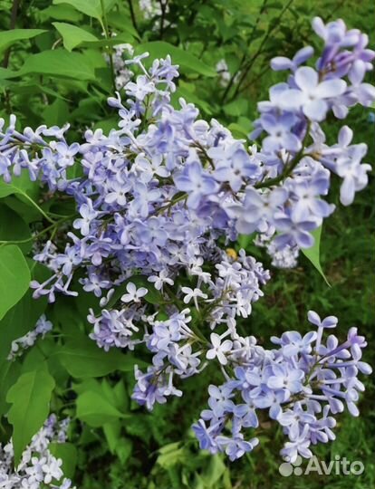 Сирень «Небо Москвы»