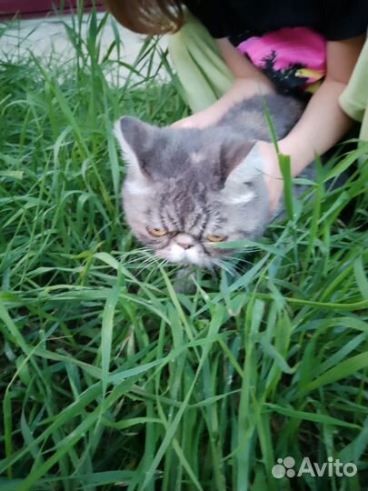 Кошка