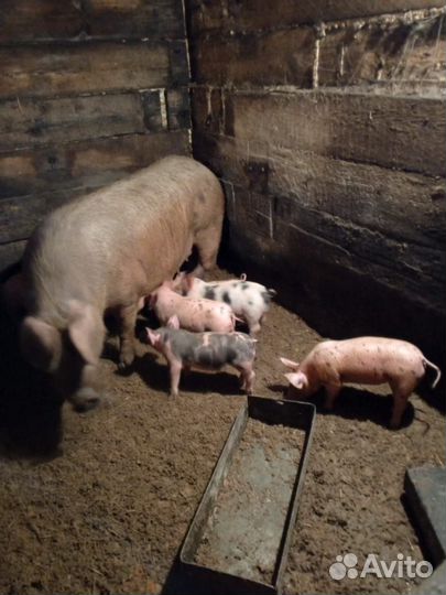 Поросенок дюрок- пьетрен