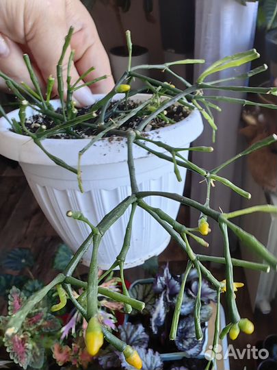 Цветы : хатиора, сингониум, циссус