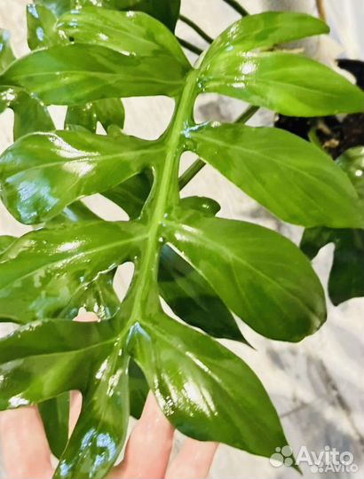 Филодендрон дистантилобум