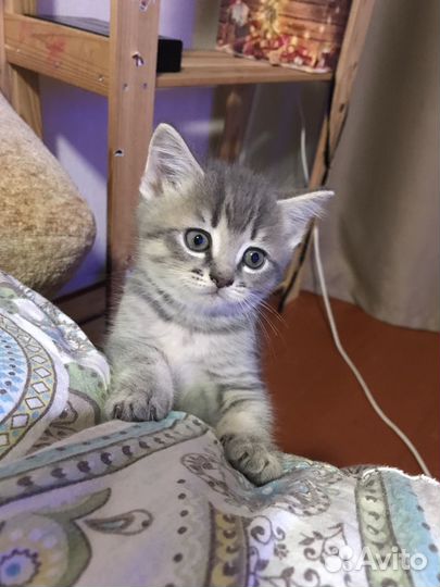 Котята шотландцы