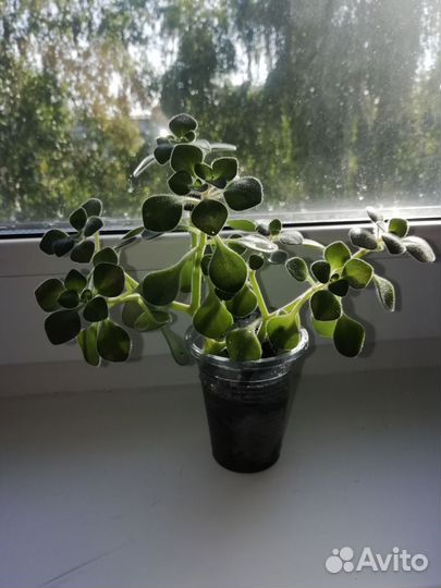 Аихризон - дерево любви