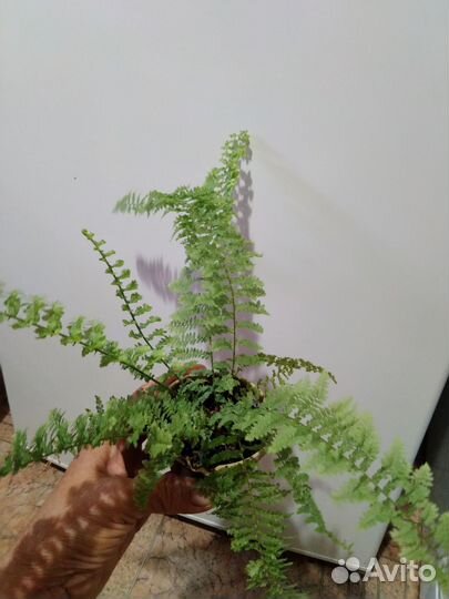 Комнатные растения папоротники
