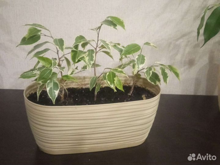 Фикус бенджамина