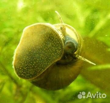 Улитка зеленая торпеда (Водорослеед) (Cipangopalu