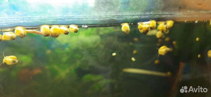 Малыши улиток