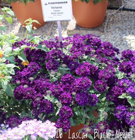 Вербена Вегетативная Ампельная