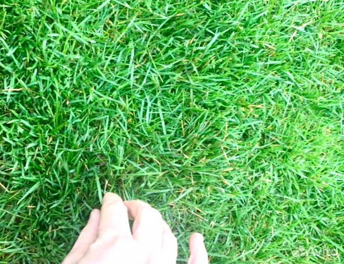 Рулонный газон 