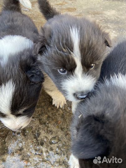 Щенки хаски