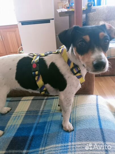 Шлейка для собаки