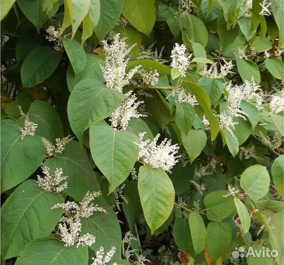 Горец сахалинской (рейнутрия)