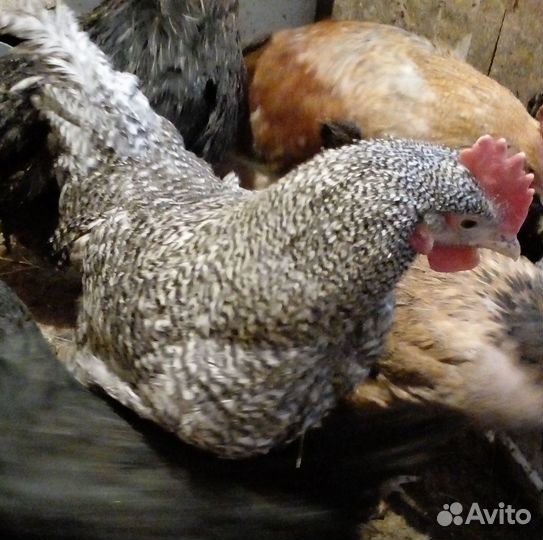 Петухи молодые 11 мес