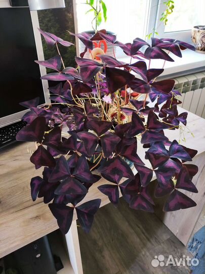 Кислица комнатная