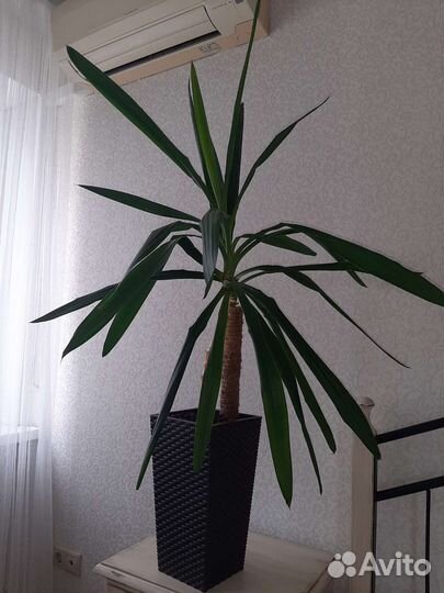 Комнатное растение