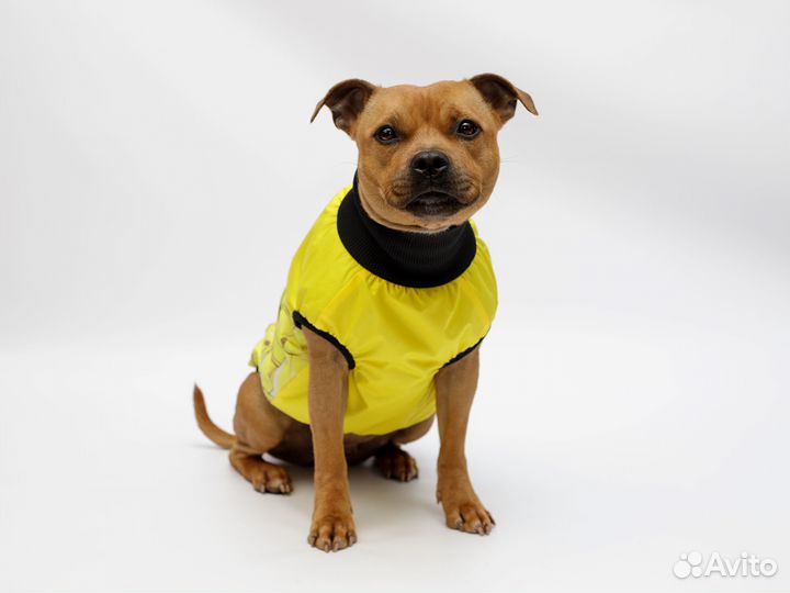 Жилет для собак