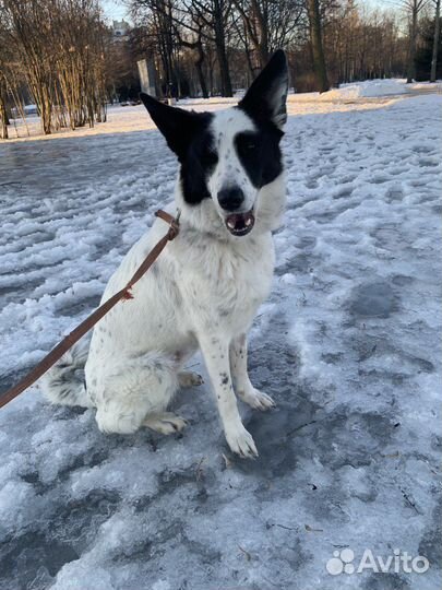 Панда ищет своего человека :)