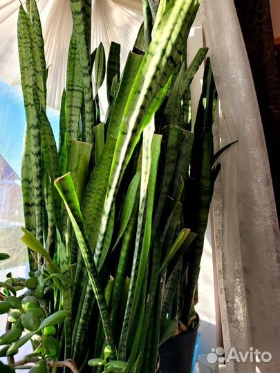 Сансевиерия сортовая