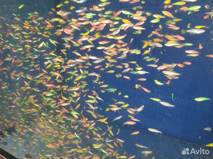 Аквариумные рыбки оптом