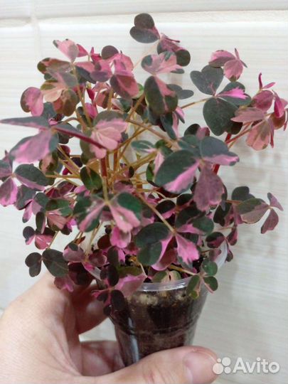 Оксалис вулканический Рlum Crazy. Кислица