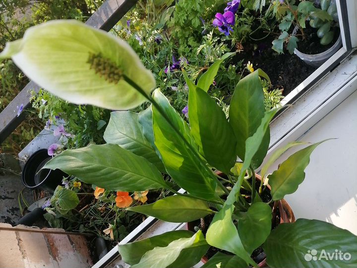 Спатифиллум