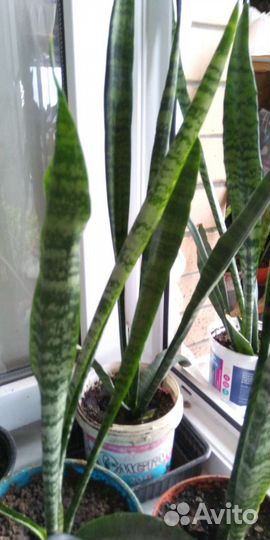 Дендробиум