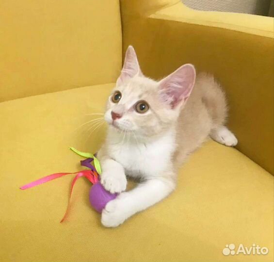 Солнечный котенок., 3,5 месяца