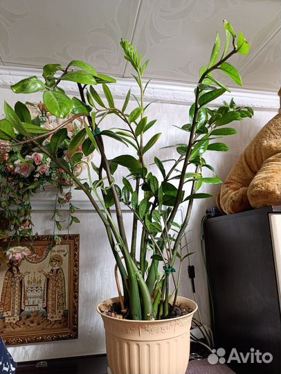 Замиокулькас